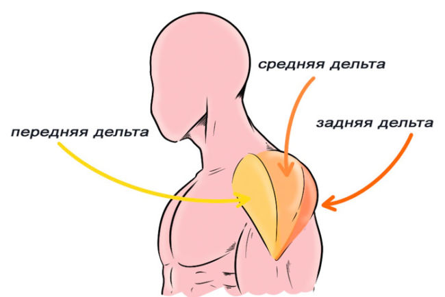 Дельтовидная мышца